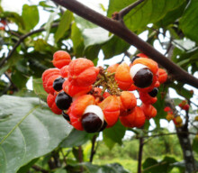 Aplicativo gratuito auxilia agricultor na Amazônia no manejo das culturas de banana e guaraná