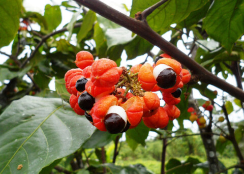 frutos guaraná amazonia - aplicativo CronosPlantio