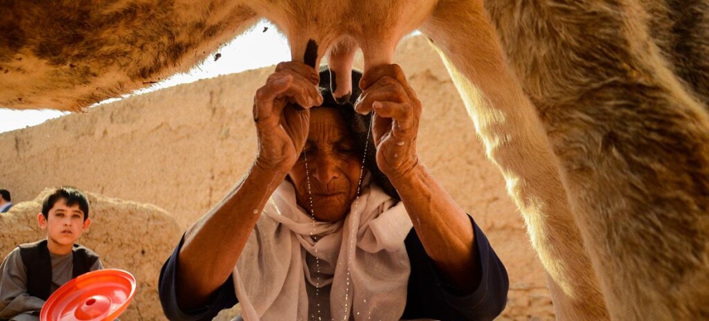 mulher ordenhando vaca