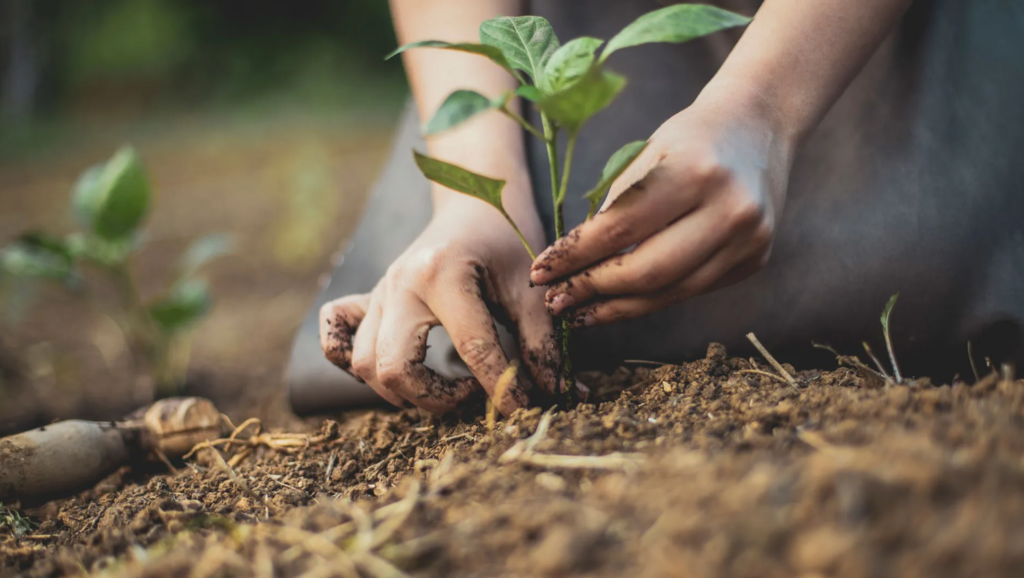 Saiba quais são os benefícios da agricultura orgânica e regenerativa