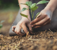 Saiba quais são os benefícios da agricultura orgânica e regenerativa