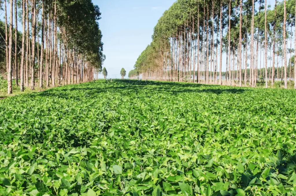 Agricultura regenerativa: Nude lança projeto inovador