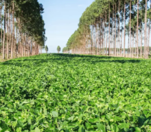 Agricultura regenerativa: Nude lança projeto inovador