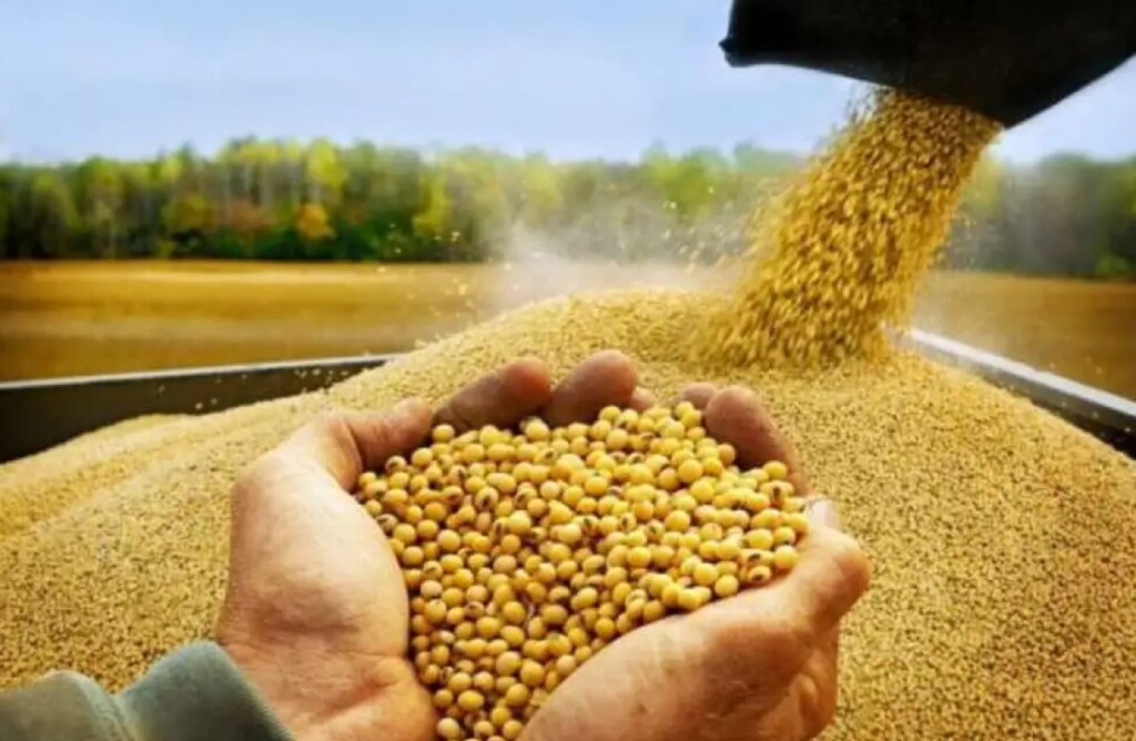 Mais de 50% da safra nacional de soja exportada passa por inspeção de qualidade