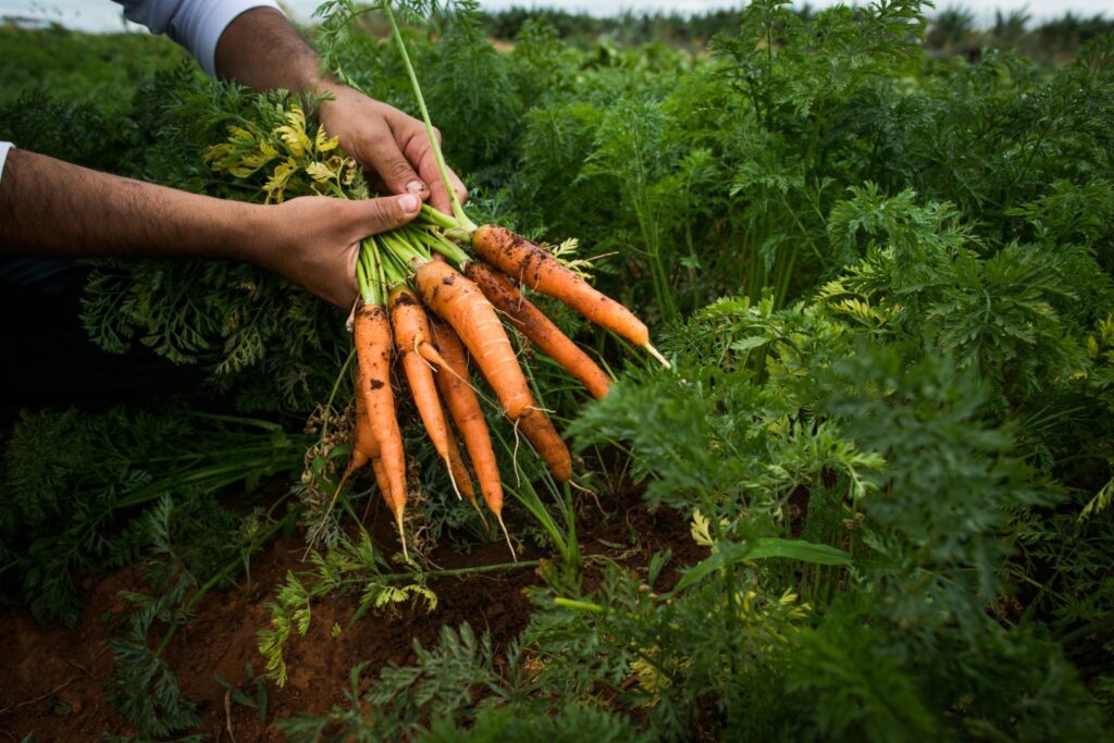 Como os padrões privados podem ajudar a fortalecer e notabilizar o agronegócio sustentável?