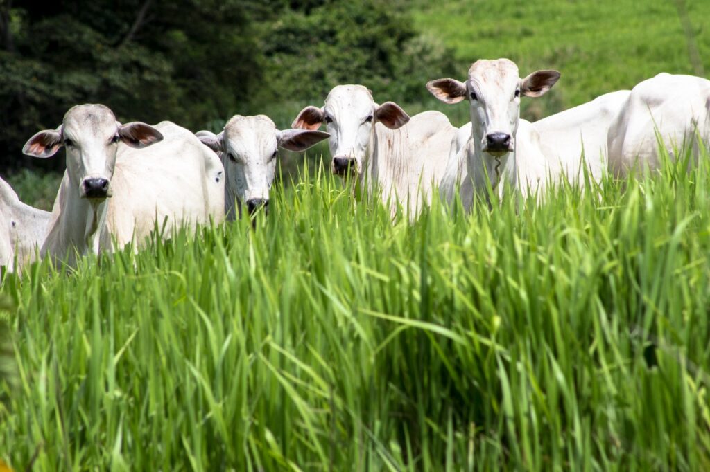 Marfrig é empresa de proteína bovina com melhor colocação no índice de sustentabilidade da FAIRR Initiative