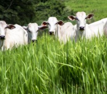 Marfrig é empresa de proteína bovina com melhor colocação no índice de sustentabilidade da FAIRR Initiative