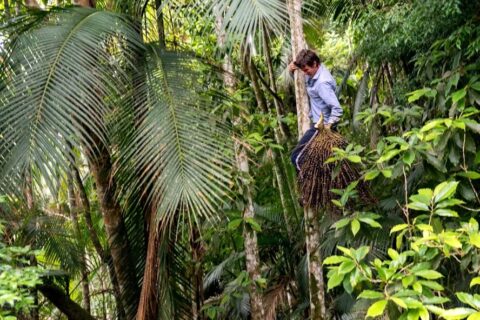 homem colhe açaí na floresta