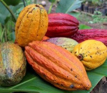 Cacau, fruto sustentável do Brasil, promovido no vídeo da AIPC
