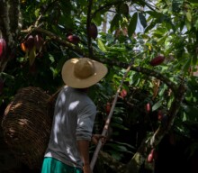 Soluções de crédito de carbono: Dengo fecha parceria com ReSeed