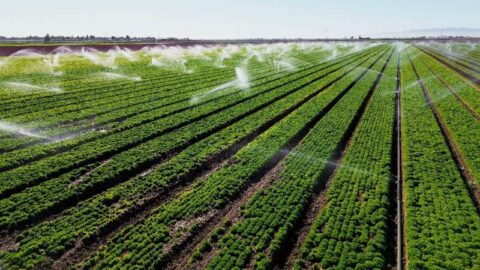 plantação com irrigação