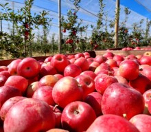 RASIP, empresa do grupo RAR, projeta colheita de 61 mil toneladas de maçãs para 2024