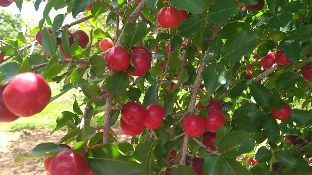 Acerola árvore