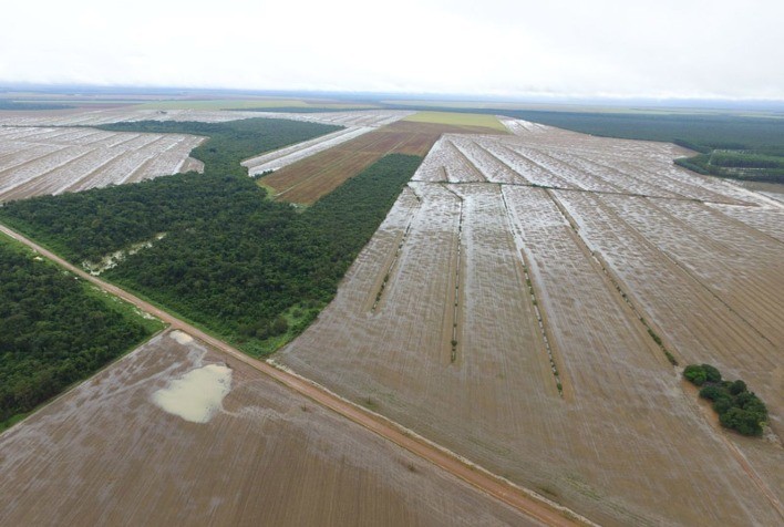 campo com floresta e plantação arroz