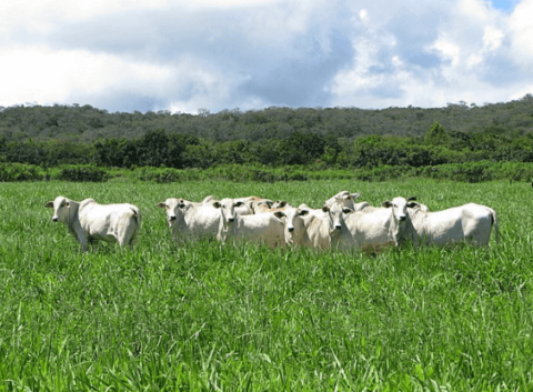 gado pastando com mata virgem ao fundo