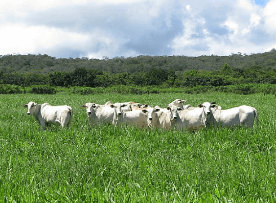 gado pastando com mata virgem ao fundo