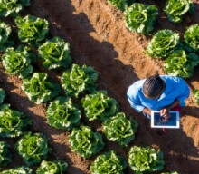 CEOs de agro do Brasil acreditam no aumento da eficiência de trabalho com o uso da IA generativa