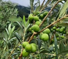 Safra de 2024: colheita e extração de azeites se iniciam na Serra da Mantiqueira