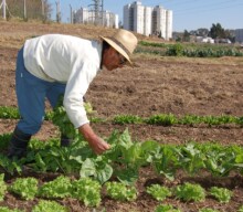 Agricultura urbana: cultivo de alimentos nas cidades para promover a sustentabilidade