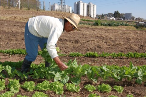 agricultura urbana