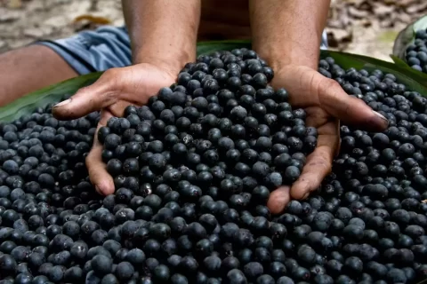 mãos segurando punhado de açai