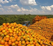 Produção de suco de laranja em queda levará ao aumento de preços, informa Rabobank