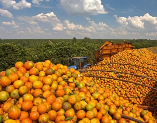 Produção de suco de laranja em queda levará ao aumento de preços, informa Rabobank