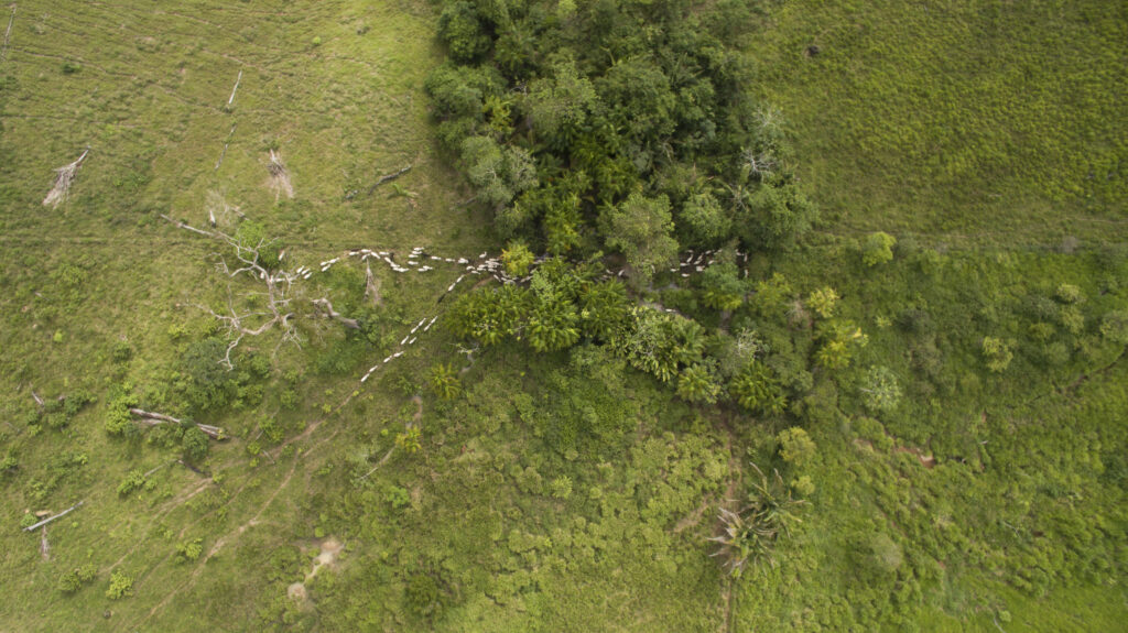 pecuaria jbs fundacao solidariedad