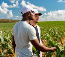Novo relatório “Sondagem de Safras” projeta indicadores de produção das culturas de milho, soja e trigo