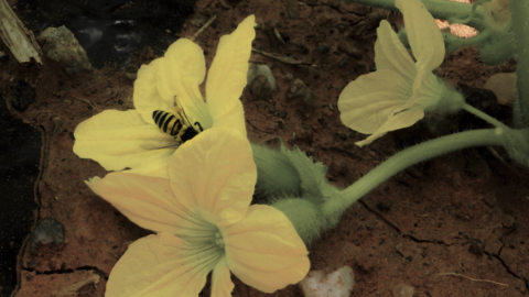 abelha na flor de melao