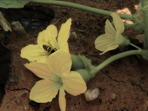 abelha na flor de melao