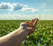 Agricultura regenerativa: práticas que restauram e melhoram a saúde do solo