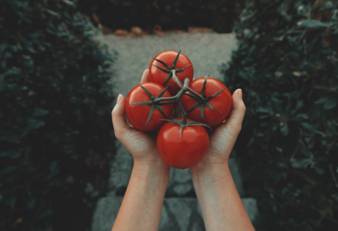 alimentos funcionais