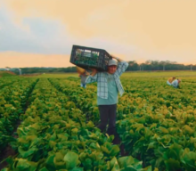 Educação e capacitação no campo: programas que transformam a vida dos agricultores