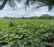 Inhame e abóbora: receitas estimulam aproveitamento integral dos alimentos