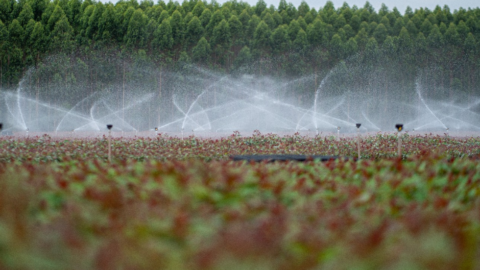 Água na agricultura