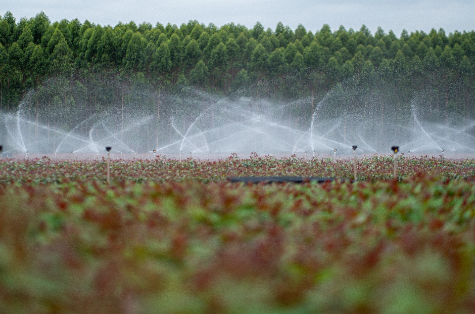 Água na agricultura