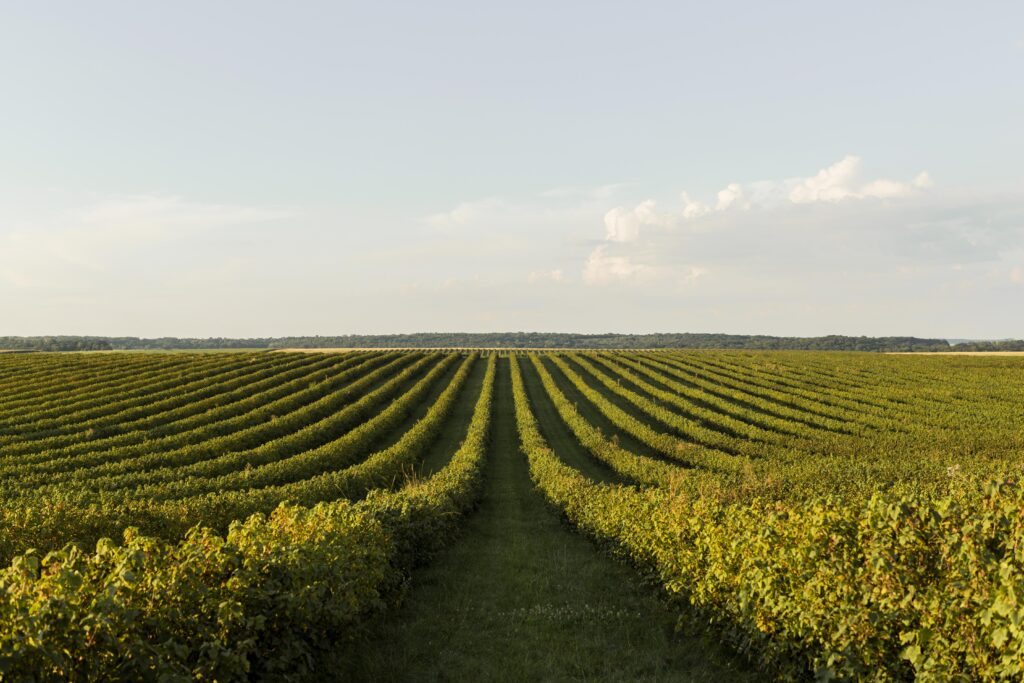 campo plantaçao agro