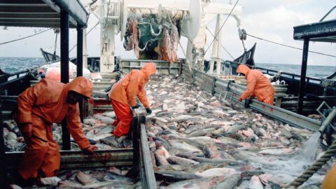 Riscos climáticos projetados afetarão a biomassa de peixes nos oceanos do mundo, diz relatório da FAO