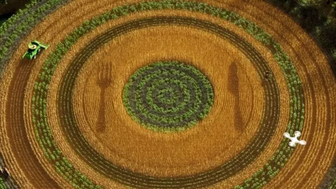 campo com plantaçao em circulo