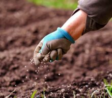 Plantas biofortificadas combatem desnutrição com alimentos mais nutritivos