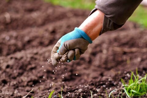 Plantas biofortificadas