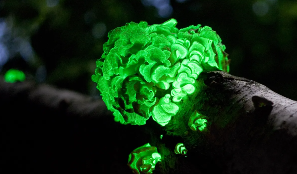 Plantas bioluminescentes