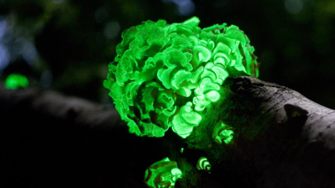 Plantas bioluminescentes