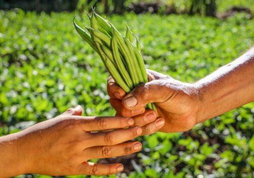 duas mãos seguram maço de vegetais com campo no fundo