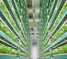 Vertical farming: a solução urbana para a escassez de terras agrícolas