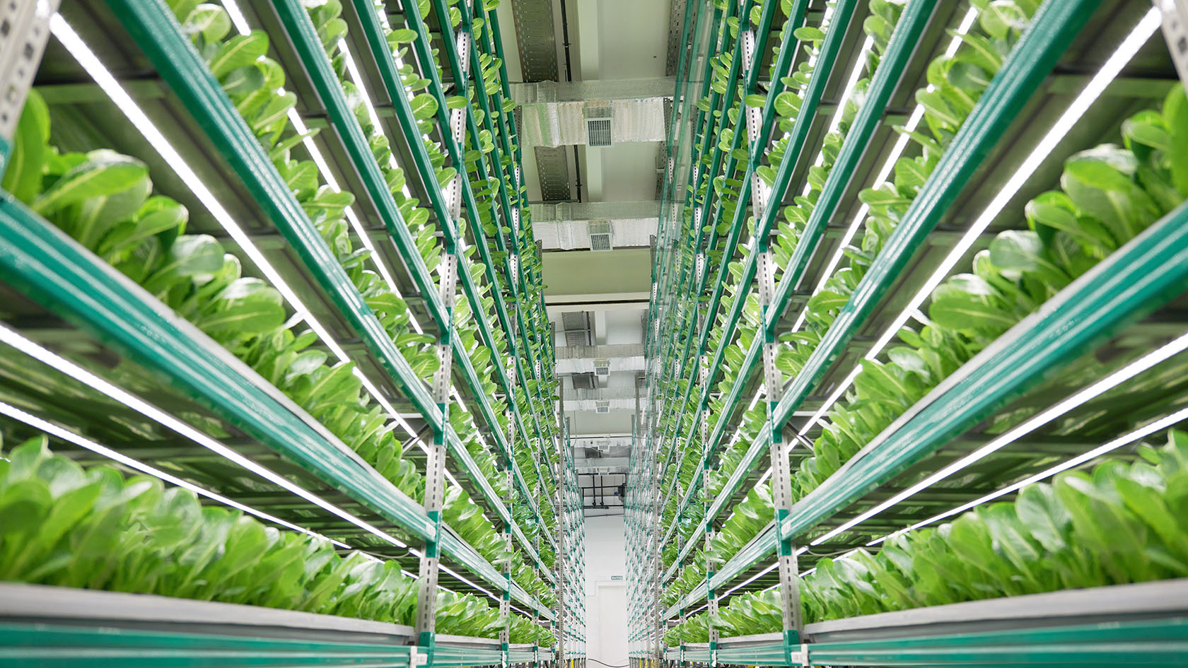 Vertical farming: a solução para a escassez de terras agrícolas