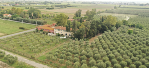 propriedade rural com oliveiras e casa