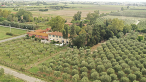 propriedade rural com oliveiras e casa