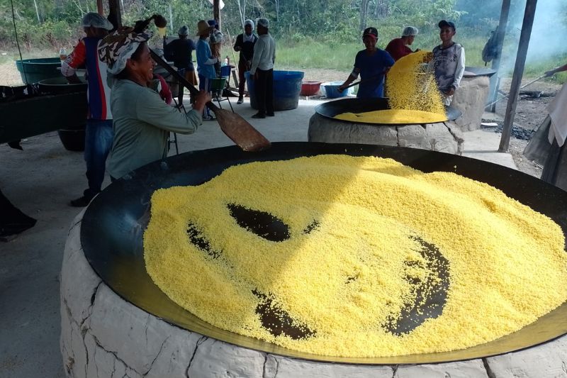 tacho de produção de farinha de mandioca na amazonia